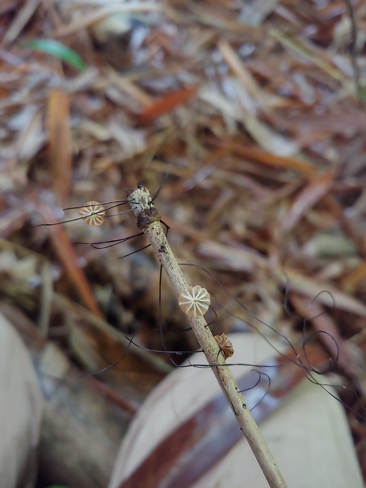 Marasmius crinis-equi image