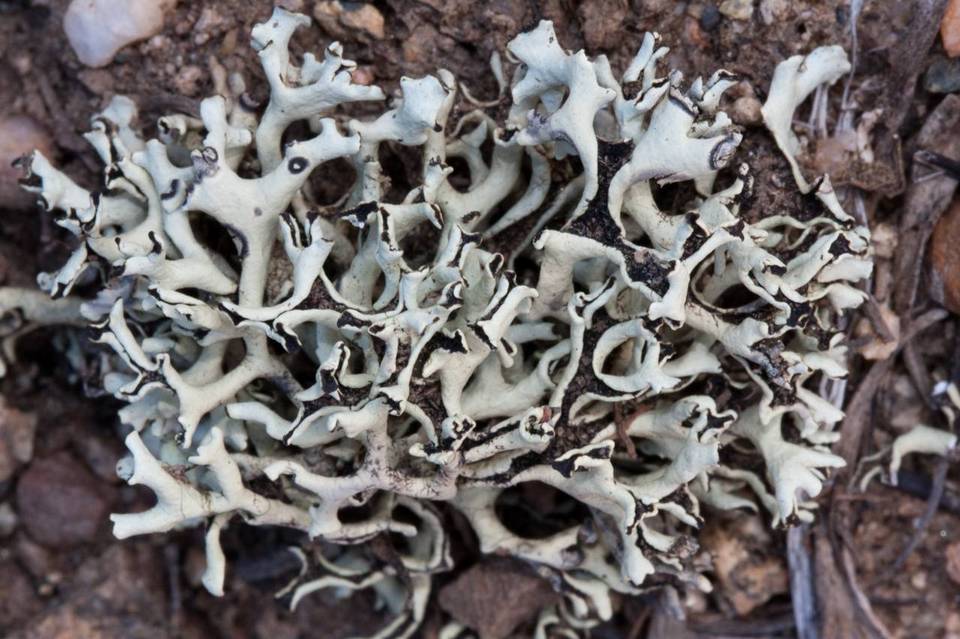 Xanthoparmelia chlorochroa image