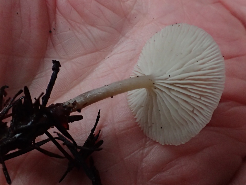 Clitocybe elegantula image