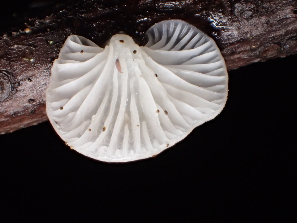 Pleurotopsis longinqua image