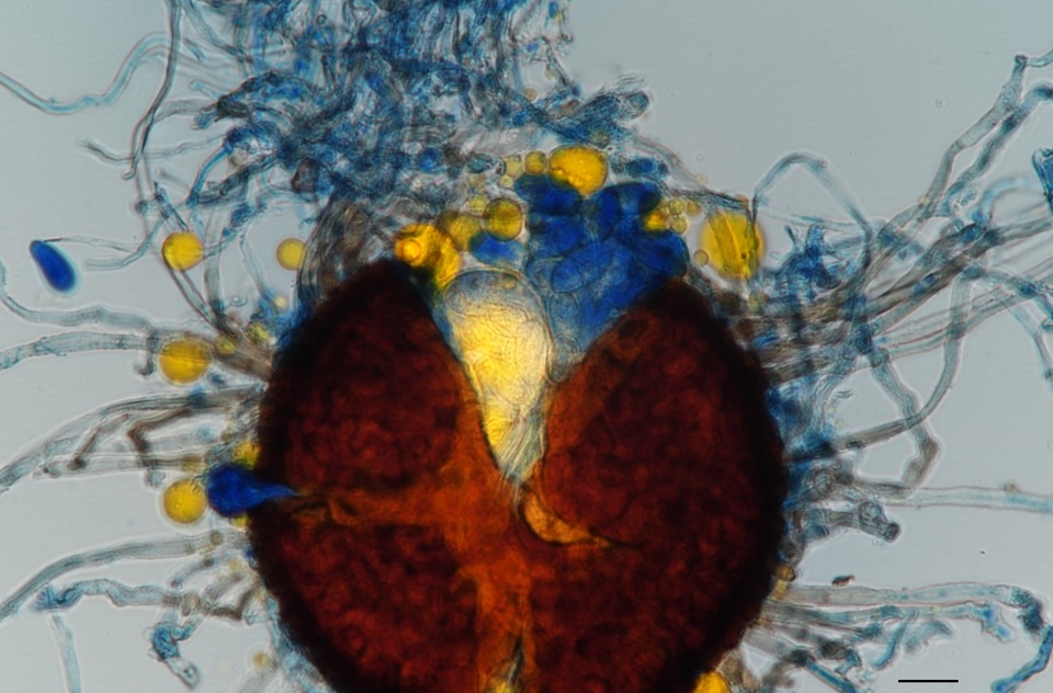 Erysiphe liriodendri image