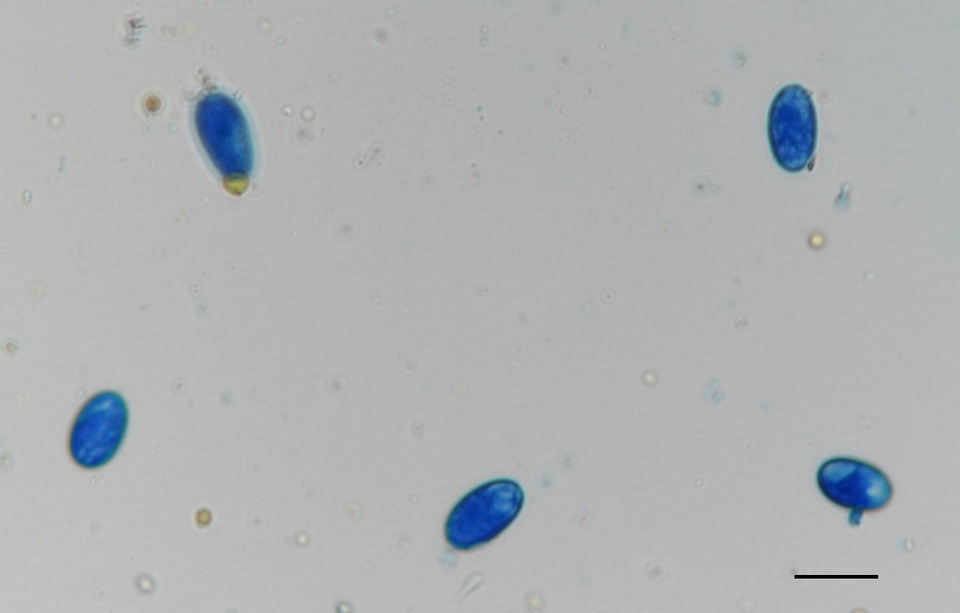 Erysiphe liriodendri image