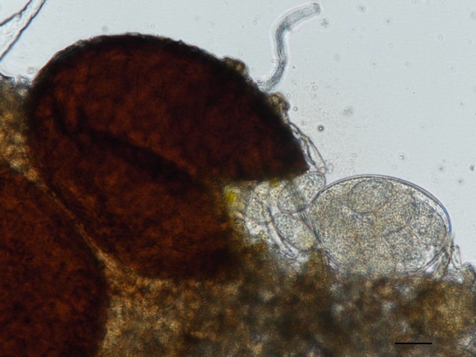 Erysiphe liriodendri image