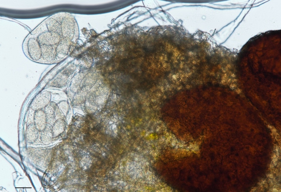 Erysiphe liriodendri image
