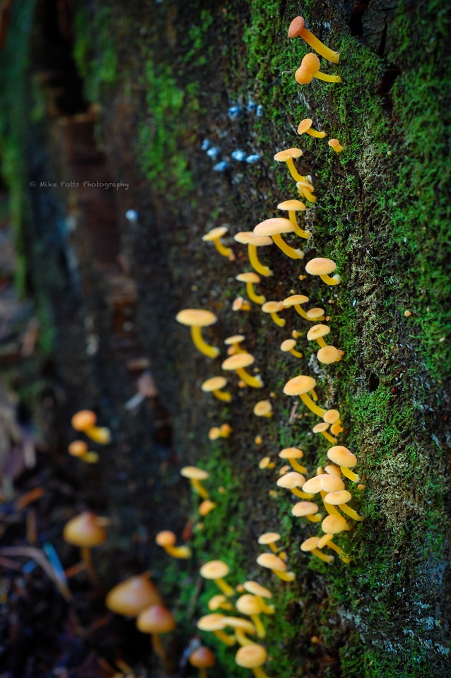 Chrysomphalina aurantiaca image