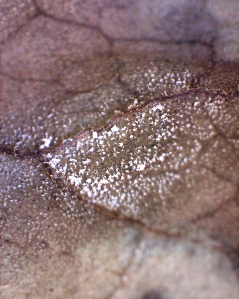 Ramularia rubella image