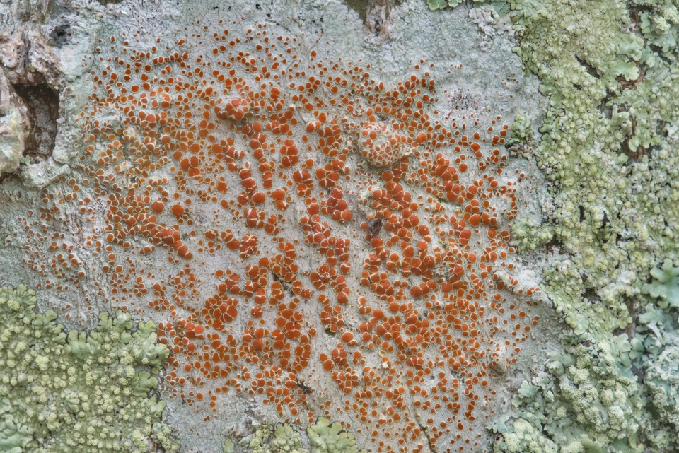 Haematomma persoonii image