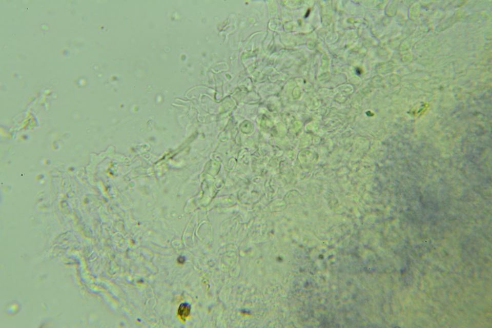 Hyphoderma probatum image