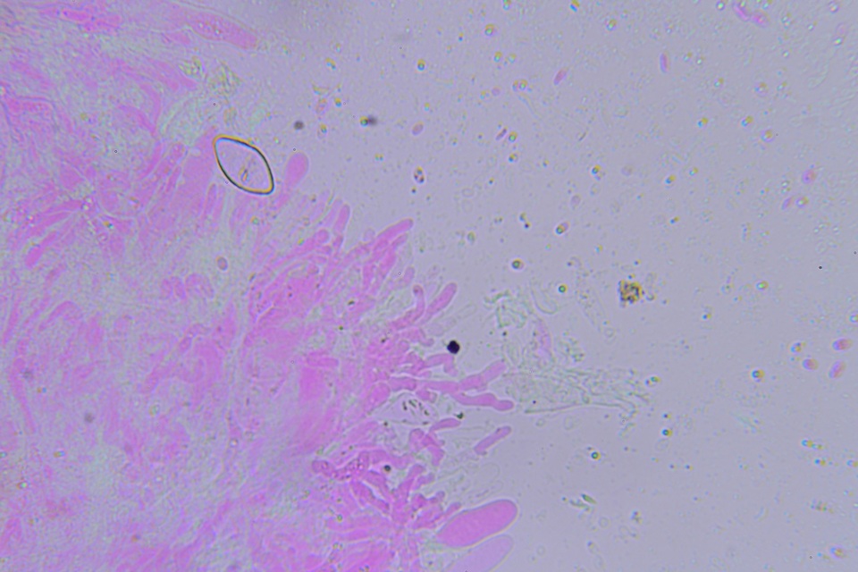 Hyphoderma probatum image