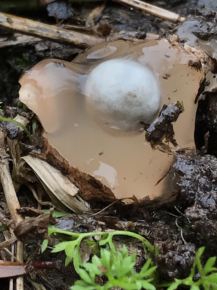 Calostoma insigne image