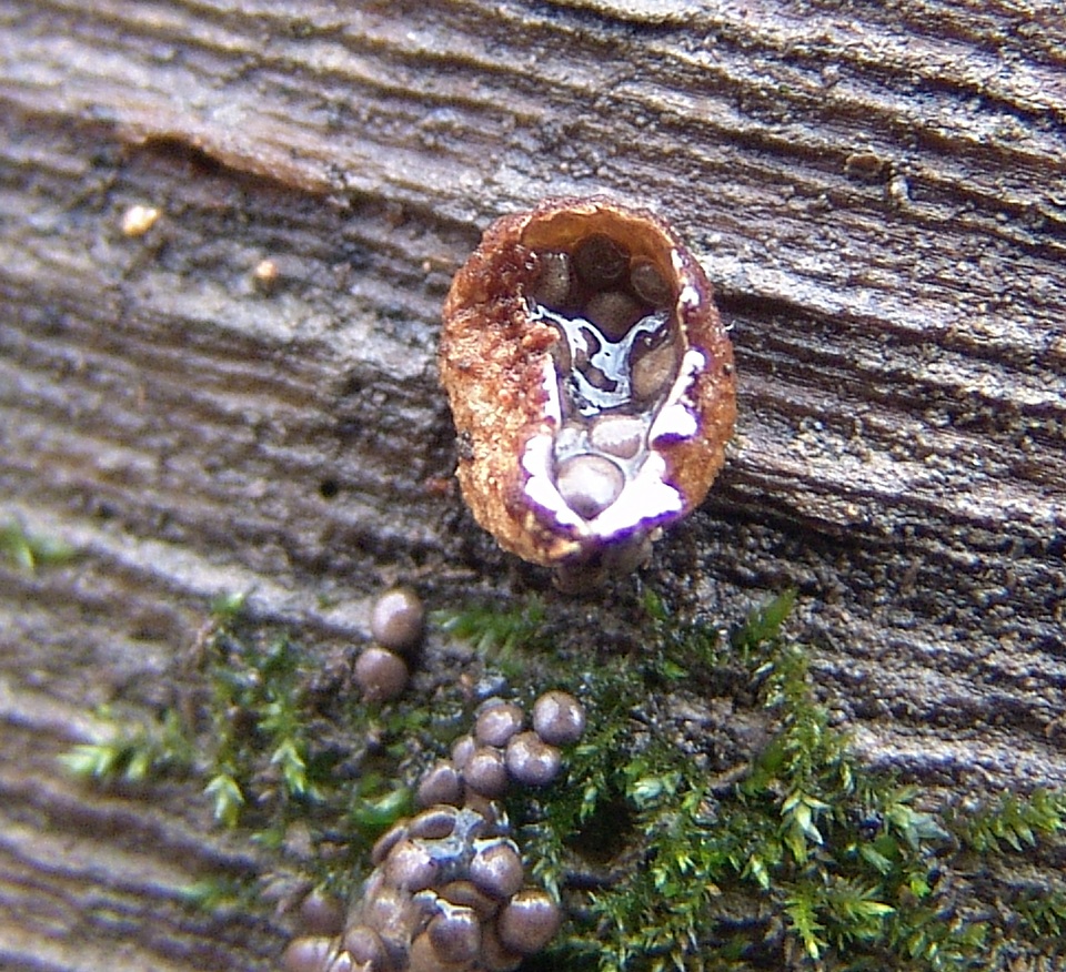 Nidularia pulvinata image