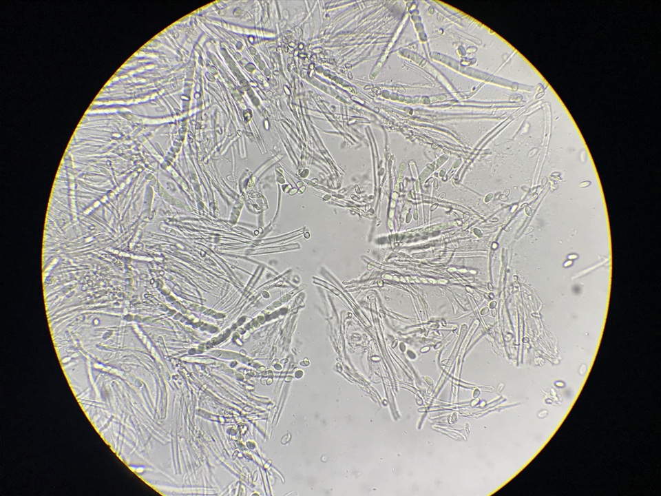 Ciboria batschiana image