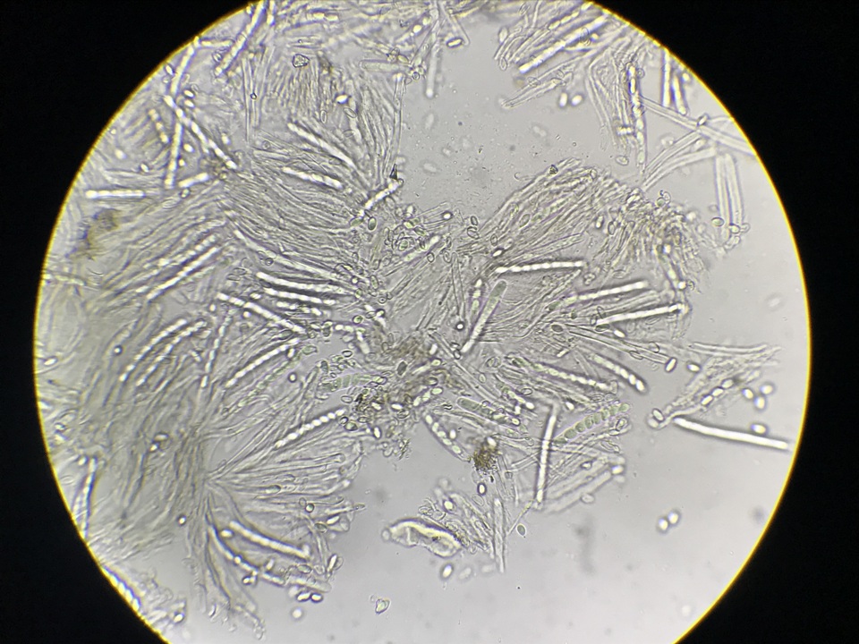 Ciboria batschiana image
