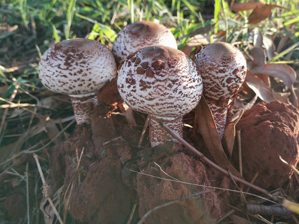 Termitomyces reticulatus image