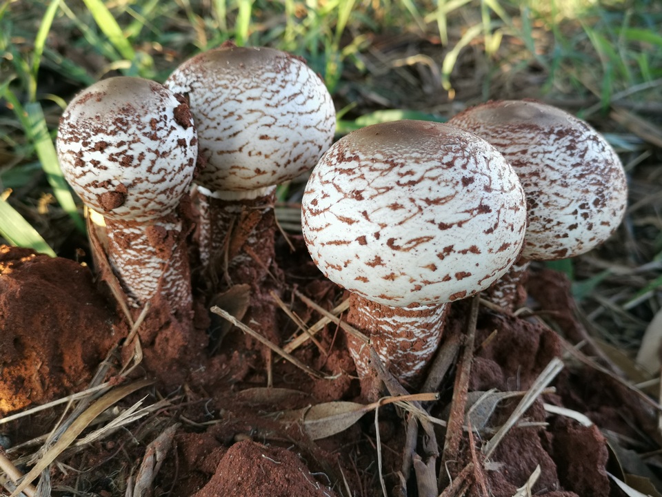 Termitomyces reticulatus image
