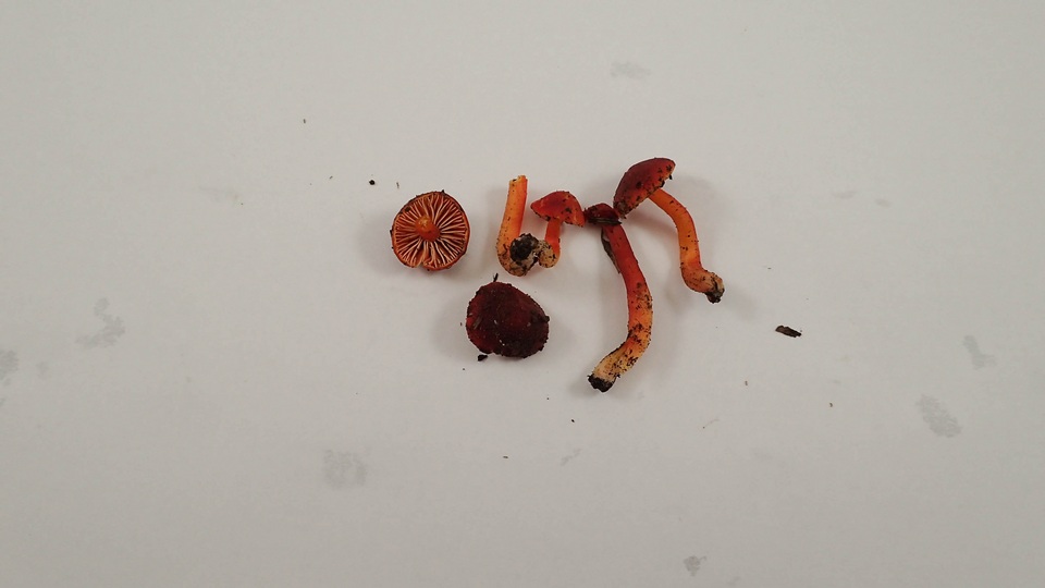 Hygrocybe marchii image