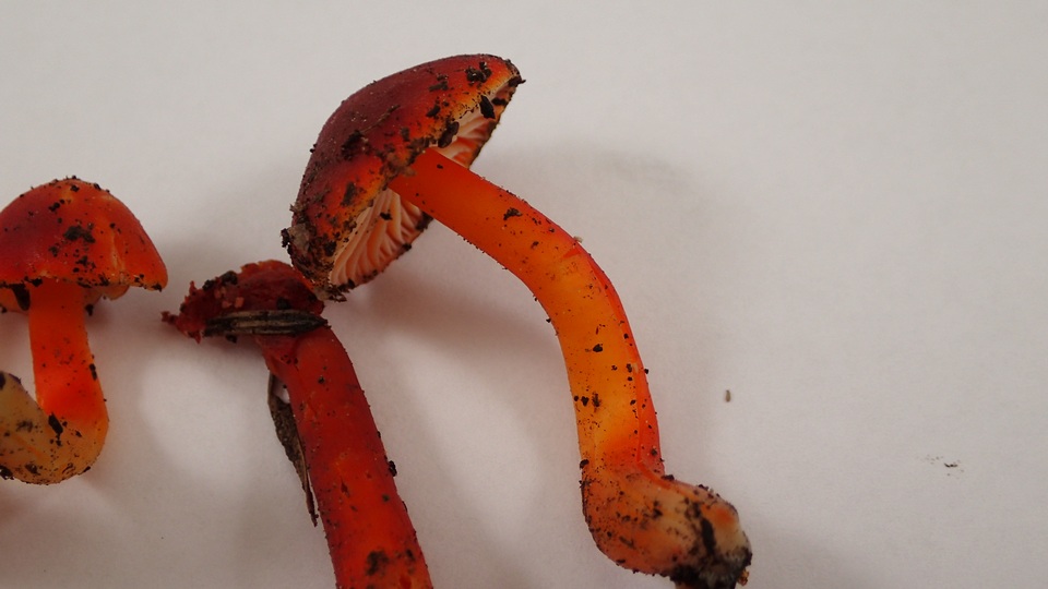 Hygrocybe marchii image