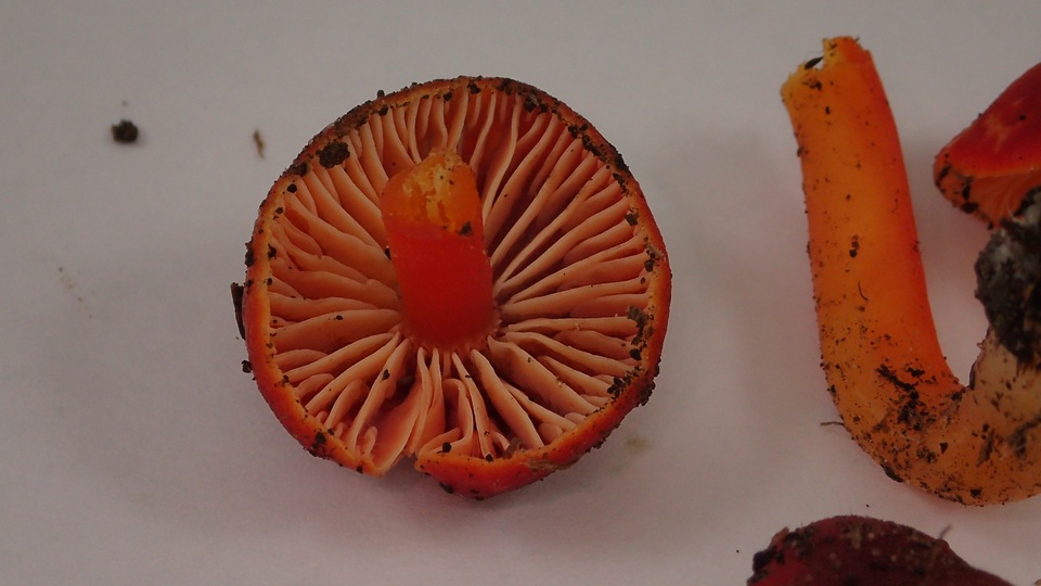 Hygrocybe marchii image