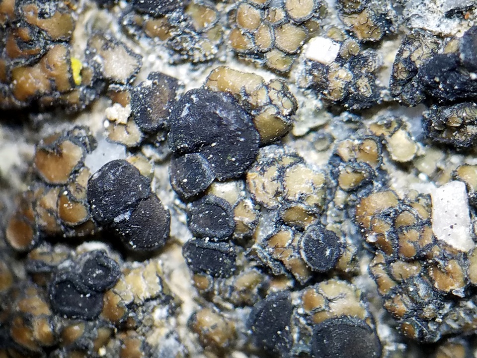 Lecidea protabacina image