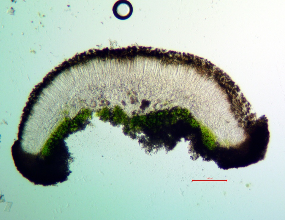 Lecidea protabacina image