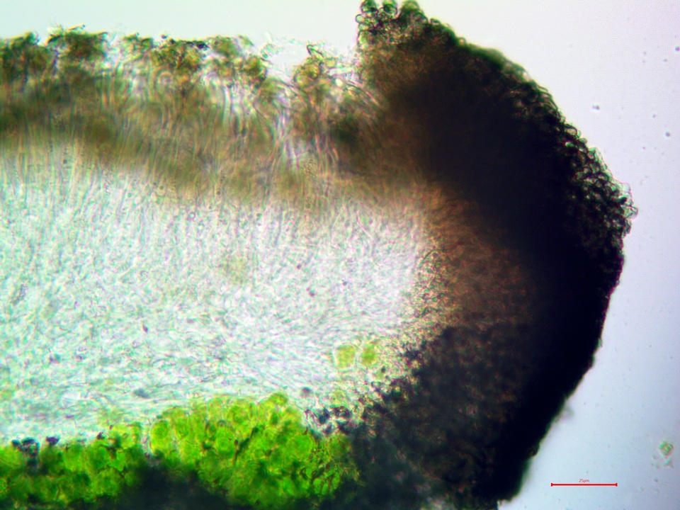 Lecidea protabacina image