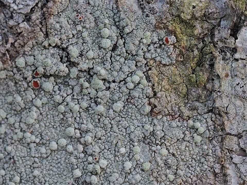 Haematomma guyanense image