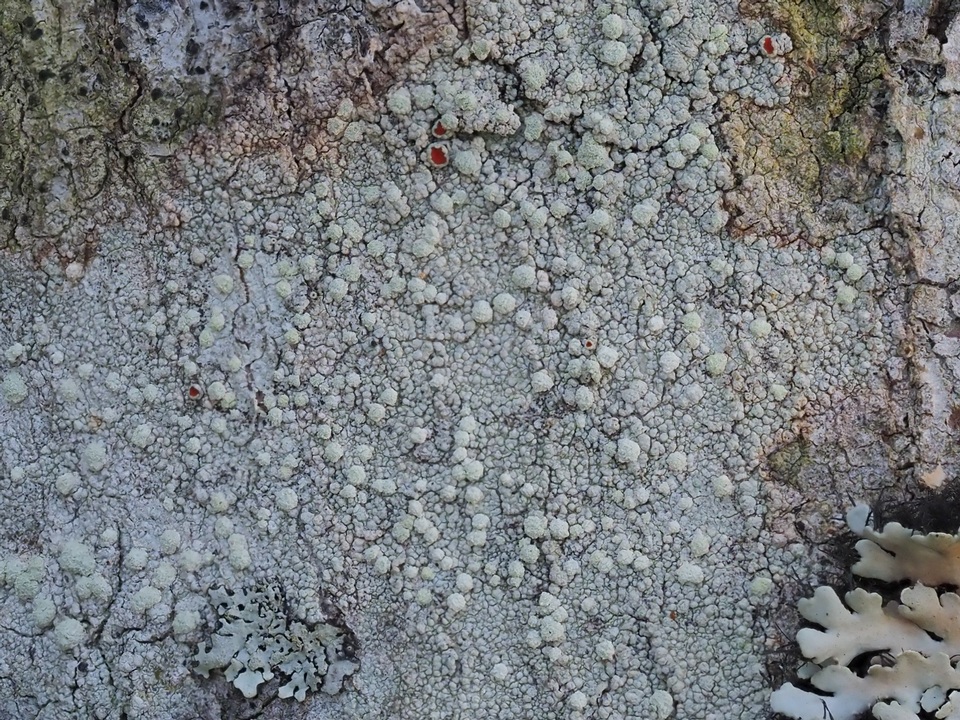 Haematomma guyanense image