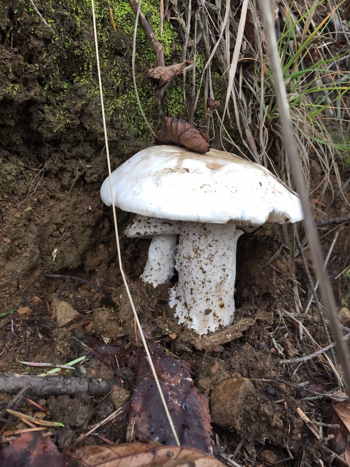 Tricholoma albidum image