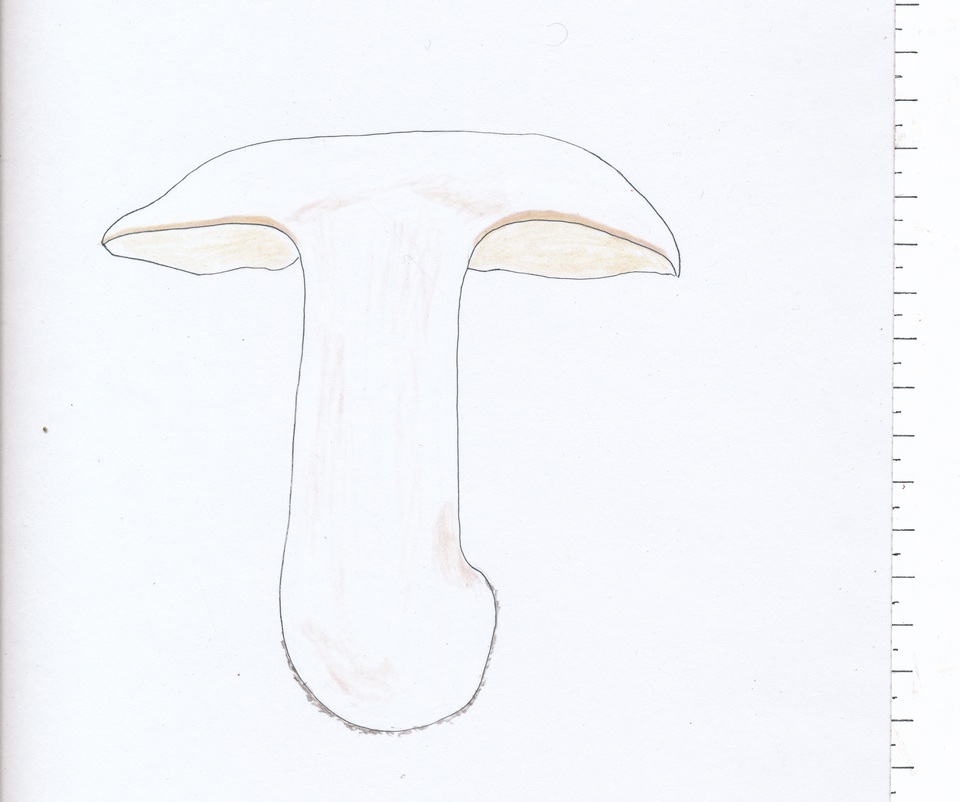 Tricholoma albidum image