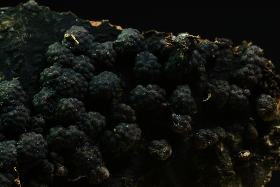 Jackrogersella cohaerens image