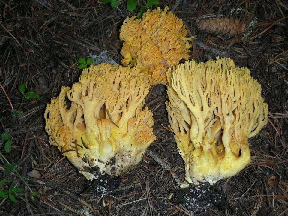 Ramaria sandaracina var. sandaracina image