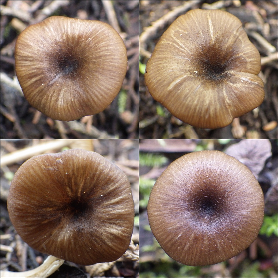 Entoloma chloropolium image