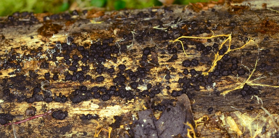 Jackrogersella cohaerens image
