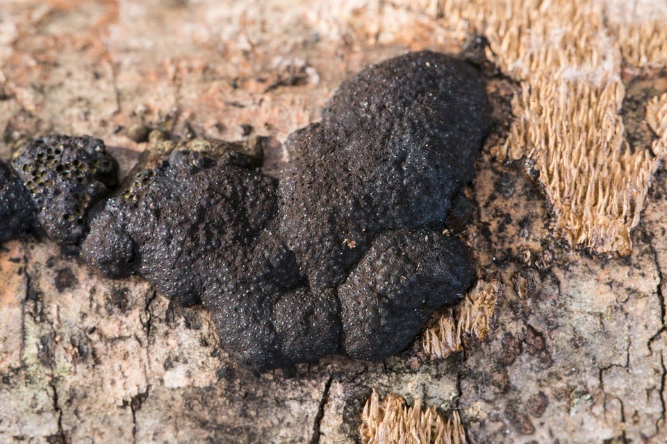 Annulohypoxylon annulatum image