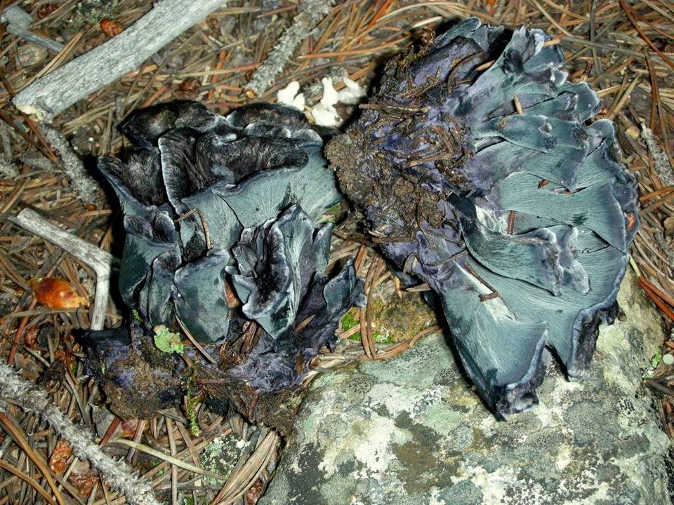 Polyozellus atrolazulinus image