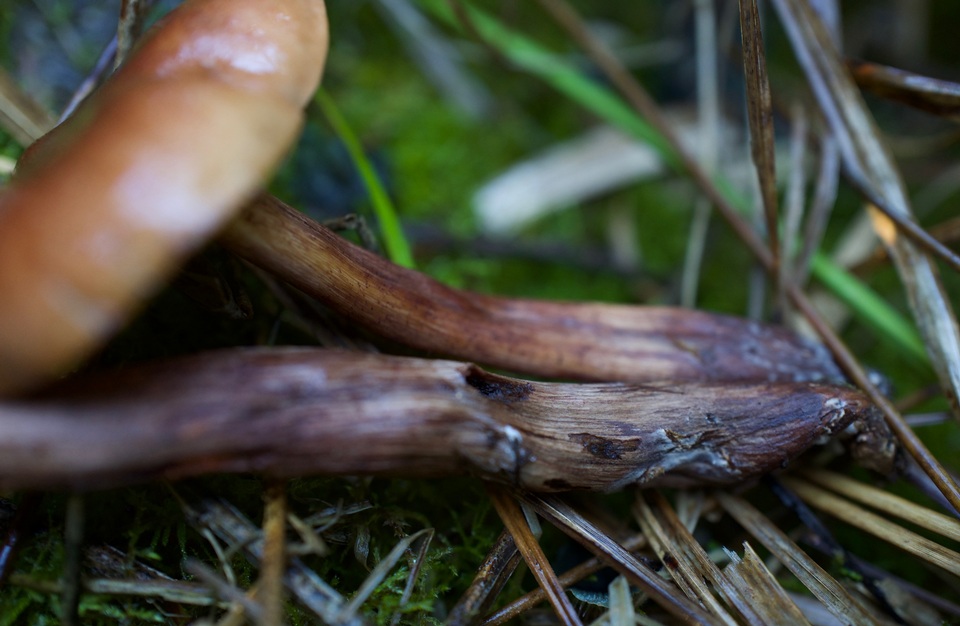 Neolentinus kauffmanii image