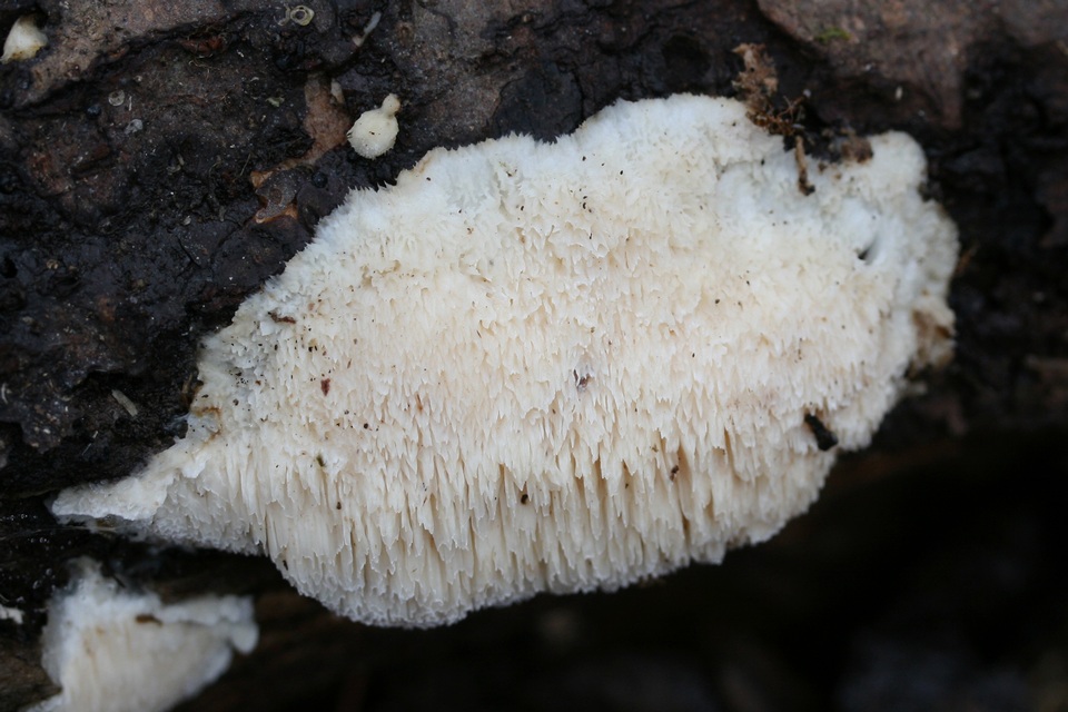Steccherinum oreophilum image