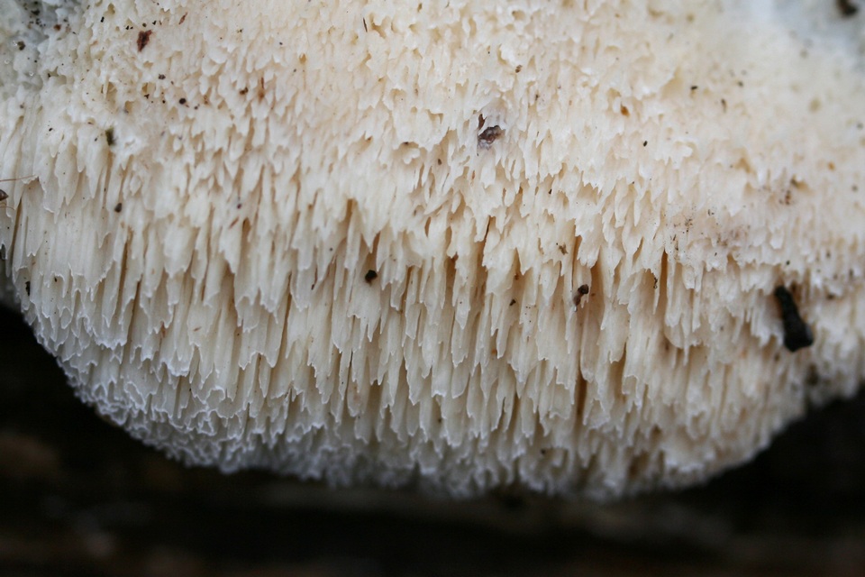 Steccherinum oreophilum image
