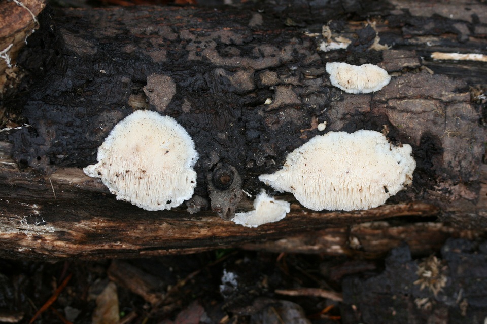 Steccherinum oreophilum image