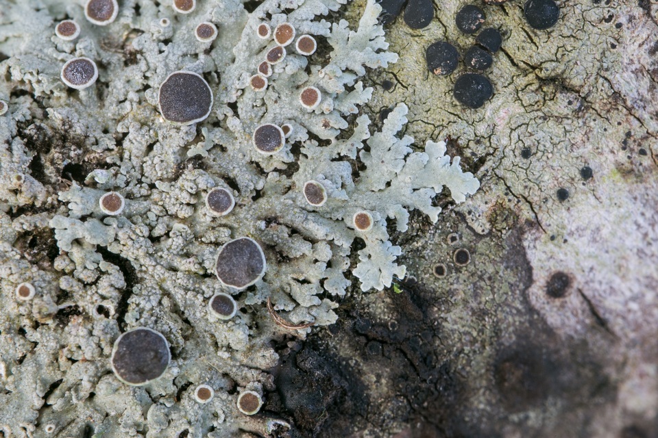 Physcia pumilior image