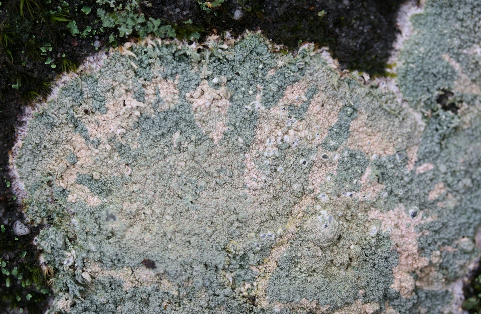 Loxospora pustulata image