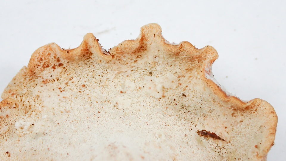 Osteina obducta image