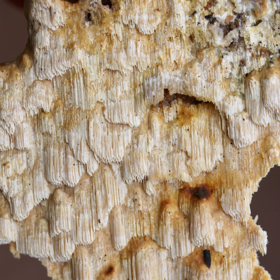 Neoantrodia serialis image