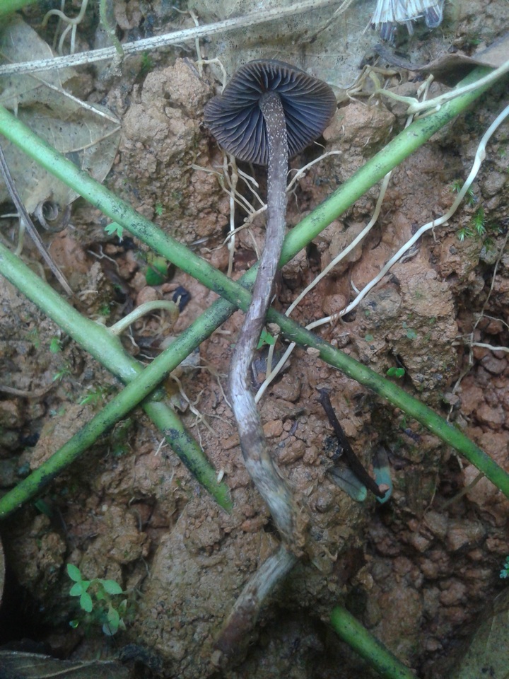 Psilocybe guilartensis image