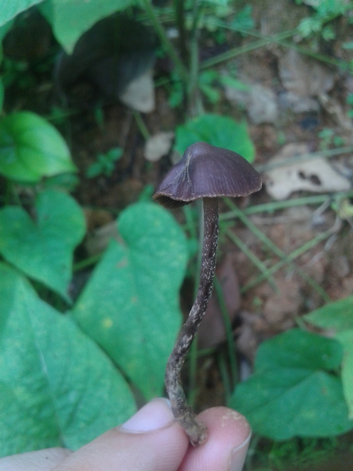 Psilocybe guilartensis image