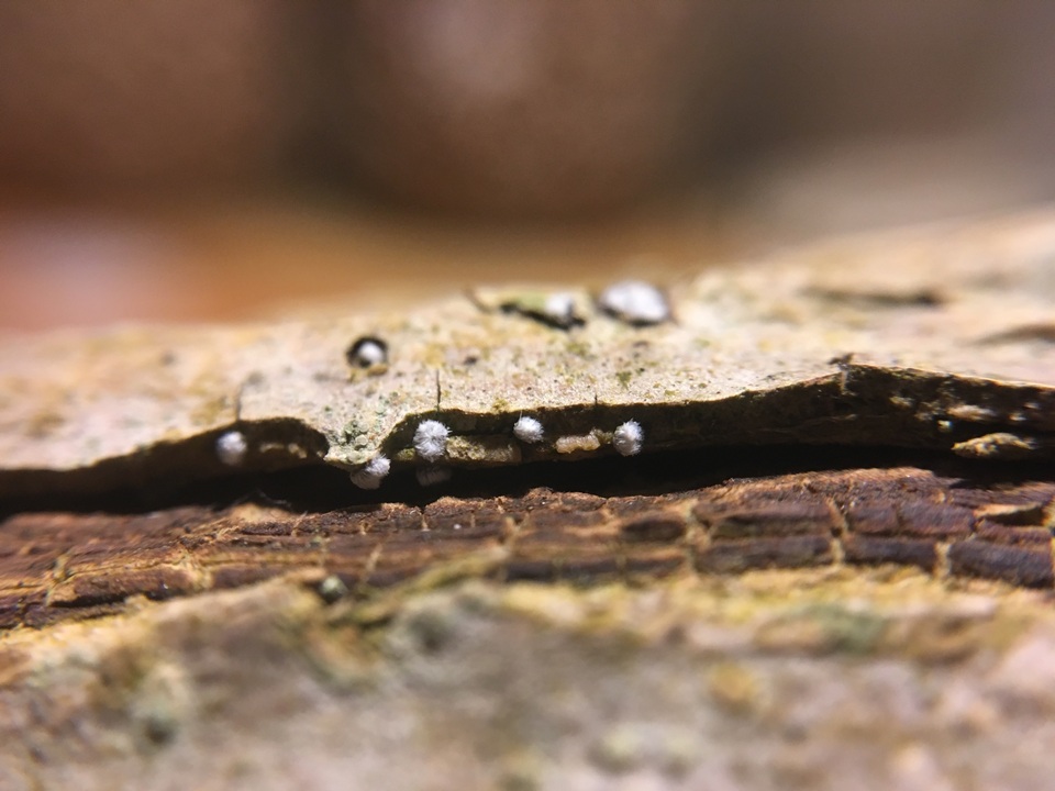 Hymenoscyphus fraxineus image