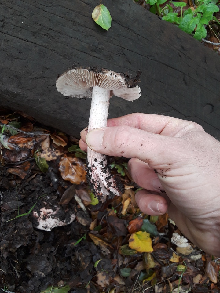 Inocybe adaequata image