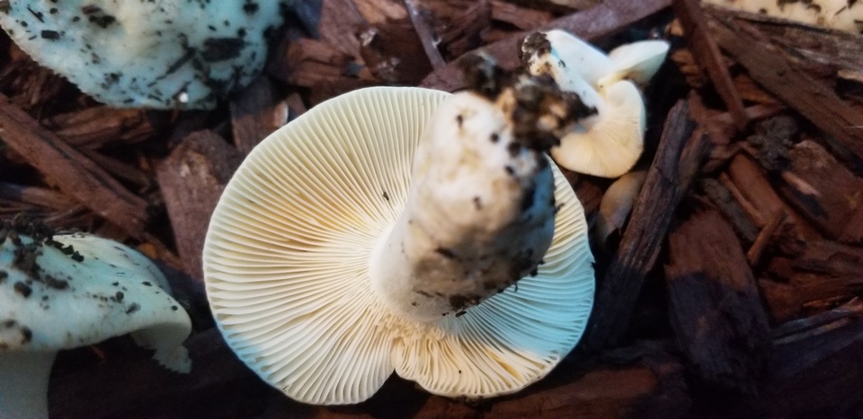 Russula stuntzii image