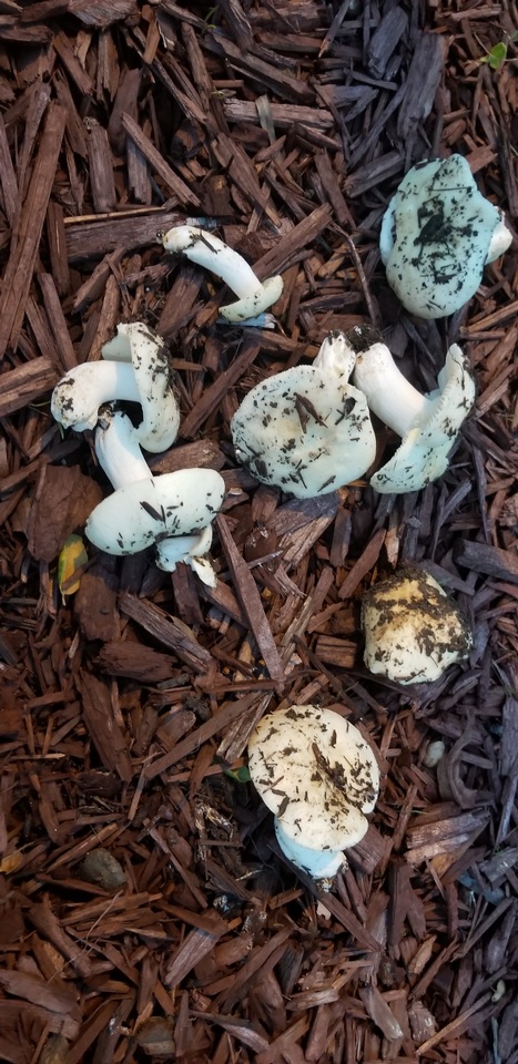 Russula stuntzii image