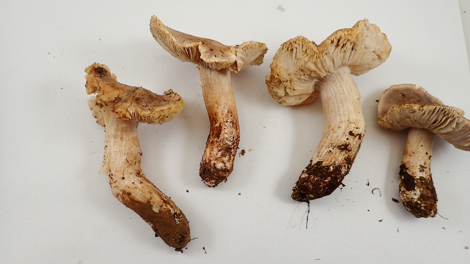Tricholoma luteomaculosum image